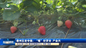 徽州区岩寺镇：“莓”好罗田 产业兴