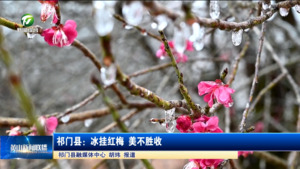简讯：祁门县：冰挂红梅 美不胜收