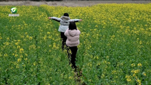 简讯：油菜花田次第开 春景如画醉游人