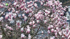 花开春意浓 又是一年春光好