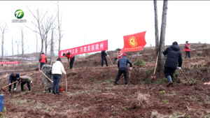简讯：徽州区：履行植树义务 共建美丽徽州