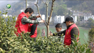 春风催新绿 植树正当时