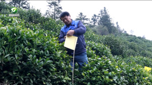 徽州区：茶山春耕备耕忙 不负春日好时光