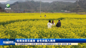 皖南油菜花盛放 金色田园入画来