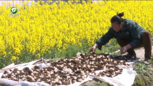 休宁：羊肚菌抢“鲜”上市 绘就春日好“丰”景