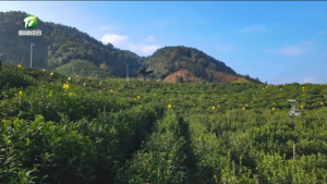“祁门香”红动天下