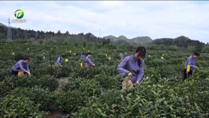 “数智赋能”让祁门红茶生产更“智慧”