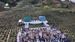 来自中国红茶之乡的春日邀约