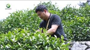 黄山毛峰全面开采 茶产业大脑助力新质生产力