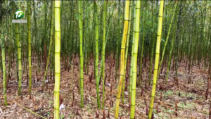 黄山区：万亩雷笋抢“鲜”上市  产销两旺