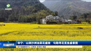 简讯 休宁：山涧沙洲油菜花盛放 勾勒寻花觅鱼盛景图