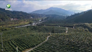 简讯：祁门县两座茶山入选“中国大美茶山”