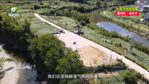 【和美乡村满天星——乡镇党委书记话振兴】邱雁飞：榧树林里“飞”出致富歌 幸福杨村谱新篇