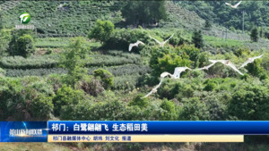 简讯 祁门：白鹭翩翩飞 生态稻田美