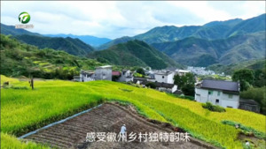 【百名村官话振兴】歙县白石源村