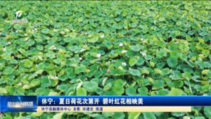简讯 休宁：夏日荷花次第开 碧叶红花相映美