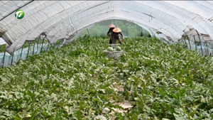 简讯 祁门：大棚西瓜 甜蜜上市