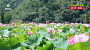 【和美乡村满天星——乡镇党委书记话振兴】谢红霞：打造“花开并蒂”的乡村美景