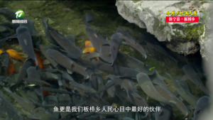 【和美乡村满天星——乡镇党委书记话振兴】郑卓奇：“一条鱼”游出乡村振兴致富路