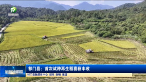 祁门县：首次试种再生稻喜获丰收
