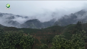 【新产品 新场景 新业态】“一叶”变“多业”  解锁茶文旅融合新方式