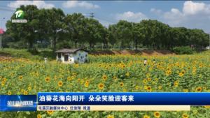 简讯：油葵花海向阳开 朵朵笑脸迎客来
