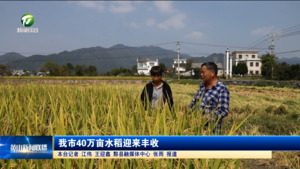 我市40万亩水稻迎来丰收
