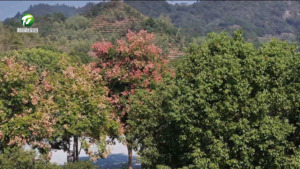 祁门：打卡茶山公园 邂逅秋日美景
