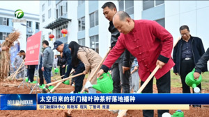 太空归来的祁门槠叶种茶籽落地播种