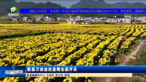 歙县万亩金丝皇菊全面开采