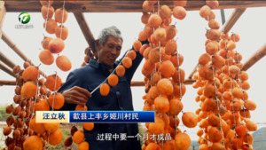 歙县姬川：柿柿如意 “爱马柿黄”