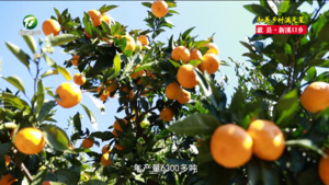 【和美乡村满天星——乡镇党委书记话振兴】汪文军：发展优势特色产业 推动乡村全面振兴