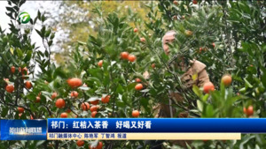 简讯 祁门：红桔入茶香  好喝又好看