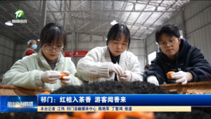祁门：红桔入茶香 游客闻香来