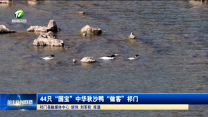 44只“国宝”中华秋沙鸭“做客”祁门