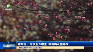 徽州区：雨水至万物生 细雨梅花报春来