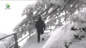黄山风景区：畅游雪后琉璃世界 绝美奇松展现别样风姿