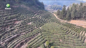 屯溪区：粘虫黄板扦插  助力茶园绿色防控