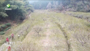 撂荒地变“聚宝盆” 绿梅产业激活乡村振兴新动能