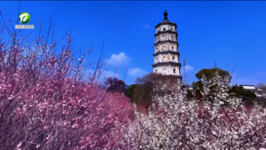 简讯：徽州区：古村春来花满枝 春色如许醉游人