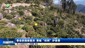 黄山区：春染茶园绿意浓 黄板“织网”护茶香