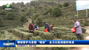 精细管护为茶园“梳妆” 全力以赴迎接好收成