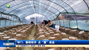 祁门：菌稻轮作 点“菌”成金