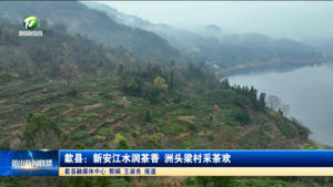 歙县：新安江水润茶香  洲头梁村采茶欢