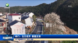 祁门：玉兰花开 春意正浓