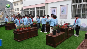 简讯:祁门：童心种药苗 为校园增绿