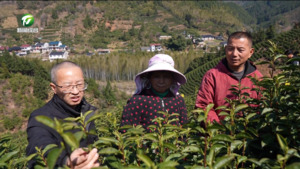 祁门：5万亩早茶陆续开采
