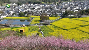 简讯：黟县：油菜花迎来盛花期