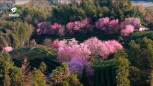 “春光经济”赋能乡村振兴