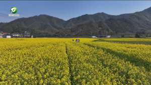 简讯 祁门：六千亩油菜花开 满目金黄迎客来